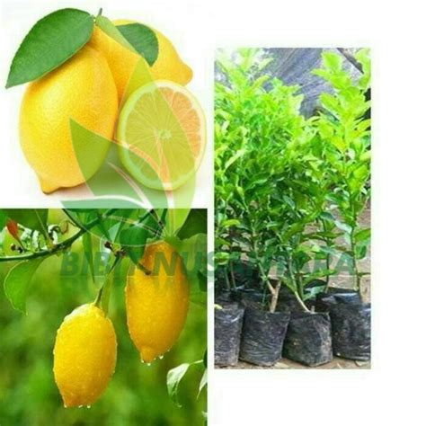 Jual Bibit Jeruk Lemon Tea Manis Dan Lemon Tanpa Biji Shopee Indonesia