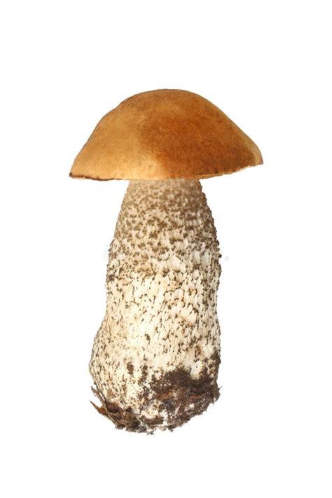 Brown Cap Boletus Leccidium Scabrum Mushroom Stock Image Image Of