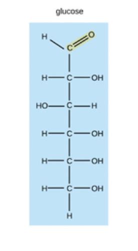 Water Lipids And Carbohydrates Flashcards Quizlet