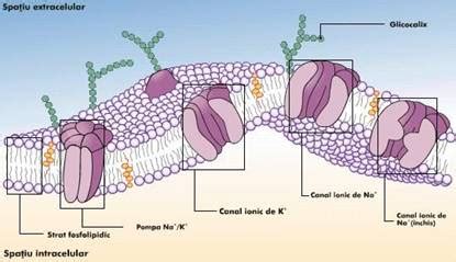 Biologie Celulara Si Moleculara Transportul Membranar