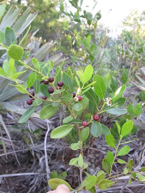 How To Grow Inkberry Evergreen Winterberry Shrubs Gardening Channel