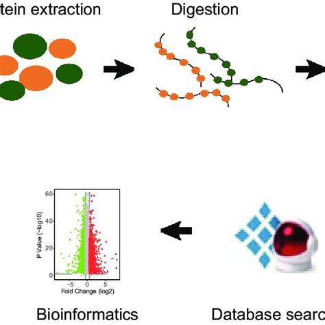 The Workflow Of Proteomics Analysis Download Scientific Diagram