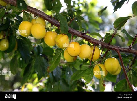 Mirabellenernte Hi Res Stock Photography And Images Alamy