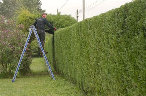 Taille de haie à Chauvigny 86300 Arborea