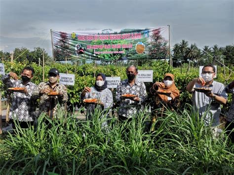 Sekolah Lapang Budidaya Cabai Dukung Ketersediaan Produksi Cabai