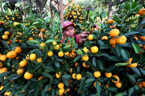 12 Jenis Tanaman Hias Buah Paling Laris Yang Wajib Ada Di Rumahmu