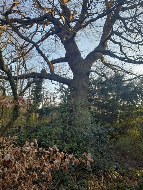 Old Tree In Golders Hill Park David Howard Cc By Sa Geograph