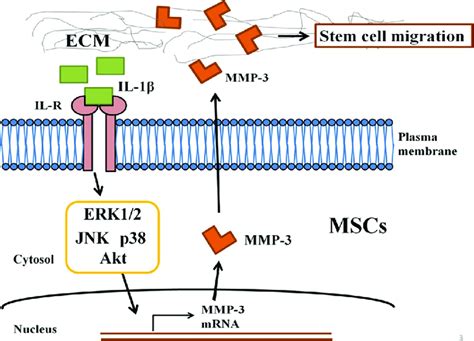 Schematic diagram of IL 1β signaling pathway in hUCMSCs migration A