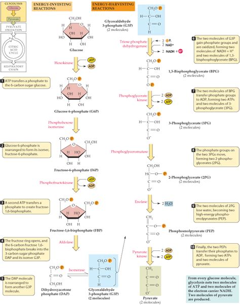 Glycolysis Is A Pathway Of Ten Enzyme Catalyzed Reactions Located In