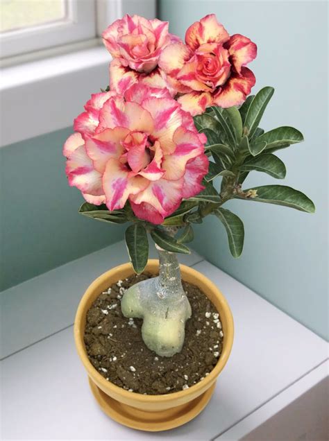 Desert Rose Beautiful Dreamer Adenium Desert Rose Plant For Sale