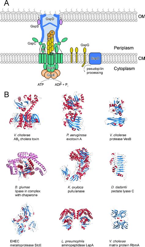 Type Ii Secretion Systems Semantic Scholar