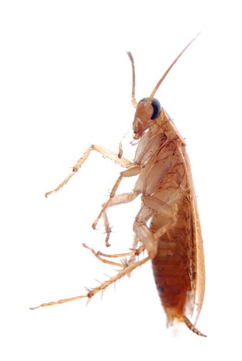 Where Do Roaches Come From? | PestSeek