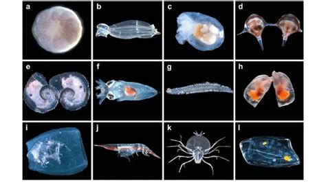 the different types of sea animals are shown in this image, including squids and jellyfish