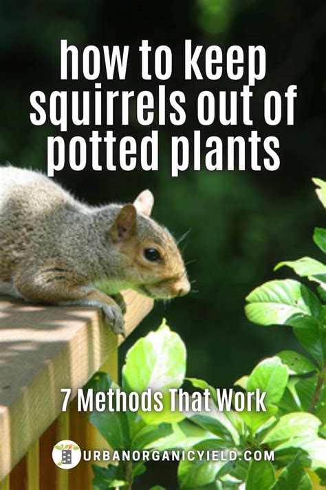 7 Ways On How To Keep Squirrels Out Of Potted Plants Artofit