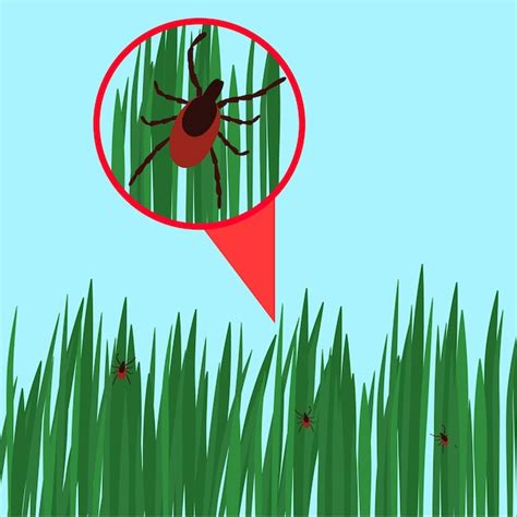 Premium Vector Tick In The Green Grass Flat Vector Illustration