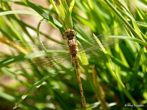 Heidelibelle Große Heidelibelle Sympetrum striolatum c Flickr