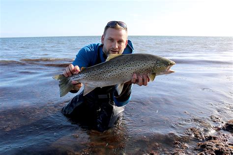 Fly Fishing For Sea Trout A Compact Guide For Beginners Adh Fishing