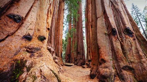 セコイア国立公園 米国 カリフォルニア州 Bing Gallery