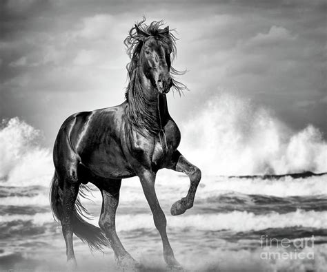 Black Stallion On Beach Photograph By Gigi Ebert