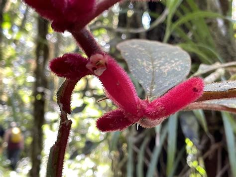 Columnea inaequilatera from Baños Tungurahua EC on September 08 2022