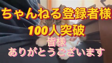 【猫と貧乏女】㊗️チャンネル登録者様100人達成いたしました。本当にありがとうございます。感謝感謝で、いっぱいです。猫も貧乏も、嬉し泣きしてい