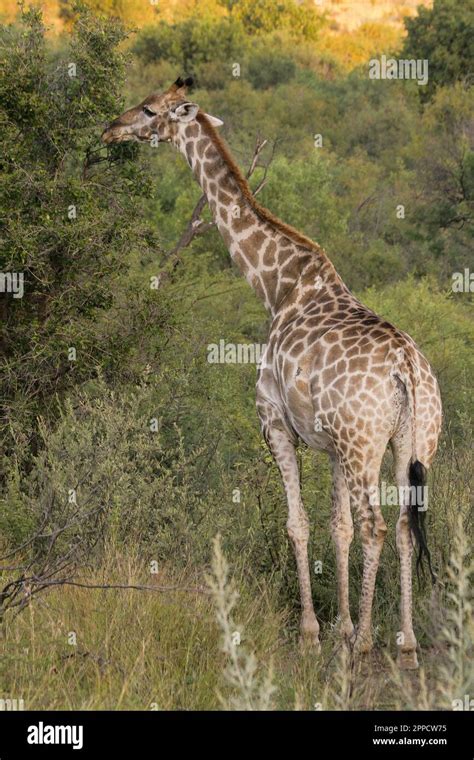 The giraffe is the tallest land-dwelling and largest ruminant mammal of ...