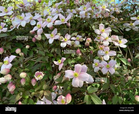 Clematis Montana Grandiflora Deciduous Scented Flowering Climbing Shrub