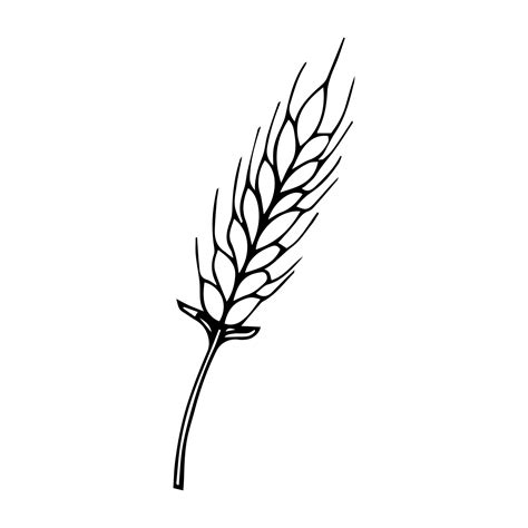 Black Isolated Outline Icon Of Ear Of Wheat On White Background Line