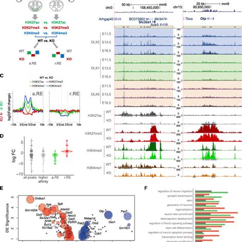 Chromatin State Is Dependent On Dlx Binding For Key Regulatory Targets