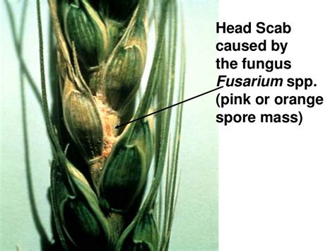 wheat diseases