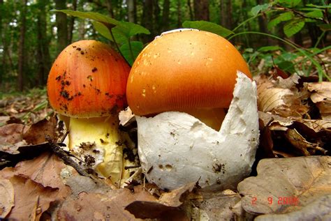 Amanita Caesarea