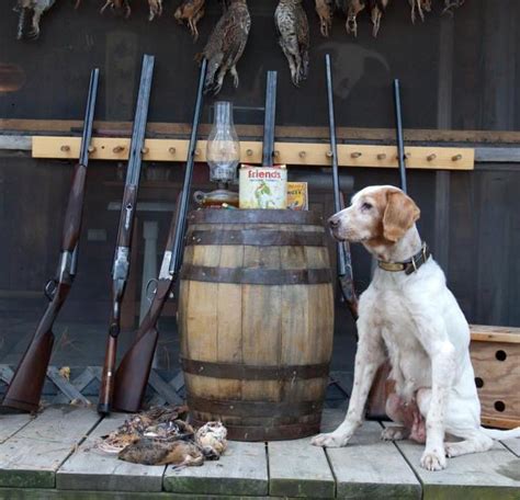 Gentleman Bobwhite Photo Bird Dogs Hunting Dogs Hunting