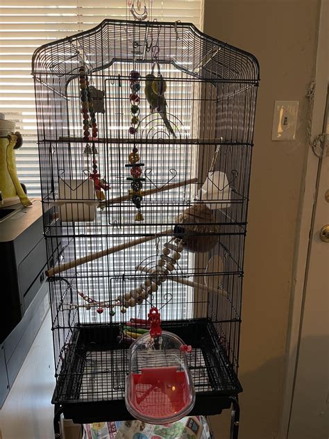 For Those Who Are Worried Pickles Has A Big Cage And Has Had It For