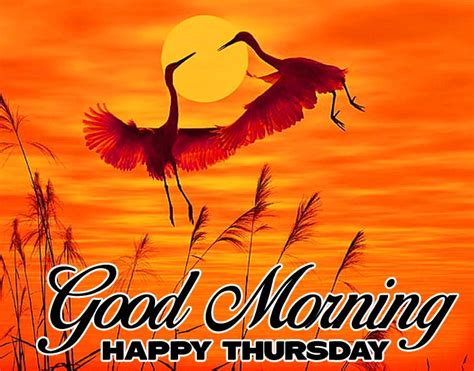 Good Morning Happy Thursday Images Bird Love Hd Download Good Morning