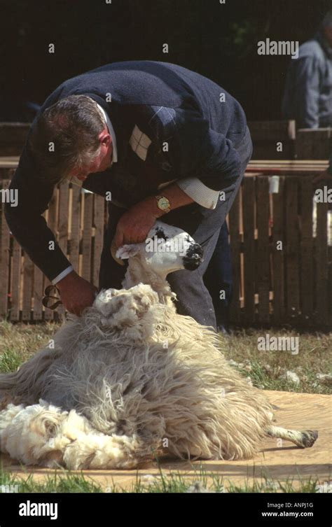 Irish man shearing sheep Stock Photo - Alamy