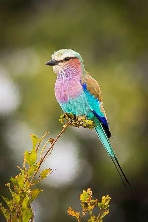 Pin By Christine Duval On Les Oiseaux Birds Photography Nature