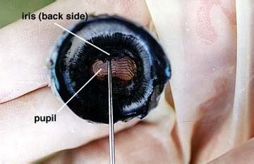 Shreya's Anatomy and Physiology Blog: Sheep Eye Dissection