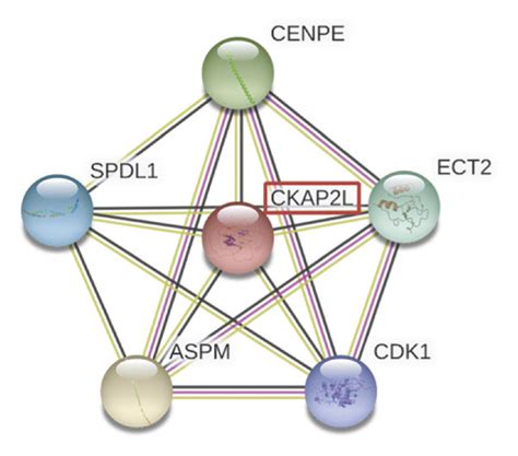 The Oncogenic Function Of Ckap L In Escc Cells Was Dependent On Cell