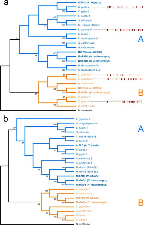 Phylogenetic Trees Depicting Relationships Among Nucleotide And Protein