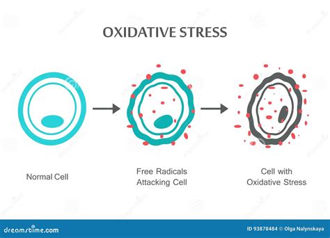 Oxidative Stress Cell Free Radical Vector Illustration