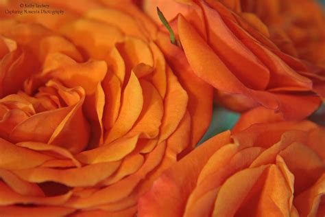 Kathy Lindsey Capturing Moments Photography Orange Roses