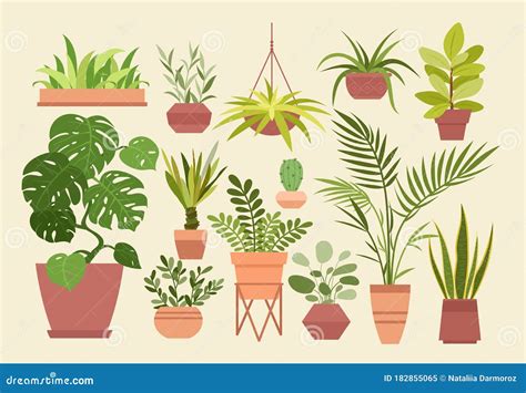 Plant In Pot Vector Illustration Set Cartoon Flat Different Indoor