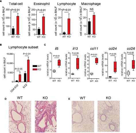 Frontiers 12 15 Lipoxygenase Regulates IL 33 Induced Eosinophilic