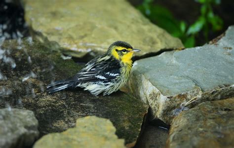 Blackburnian Warbler Fall Male By Jackie B Elmore Flickr