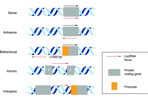 Long Noncoding Rnas Red Arrow Categorized As Sense Antisense