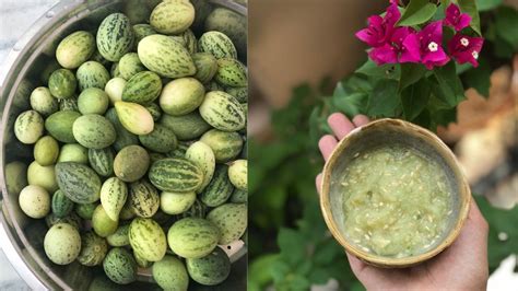 Kachri The Secret Ingredient Behind Many A Rajasthani Dish Condé