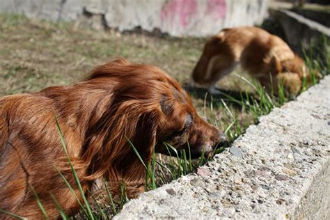 Clifton Park Pet Owners Why Do Dogs Eat Poop Cornerstone Veterinary