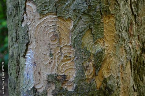 bark of a tree with interesting texture Stock Photo | Adobe Stock