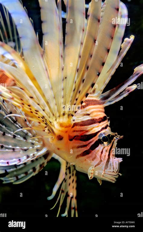 Red Lionfish Pterois Volitans Red Sea Stock Photo Alamy