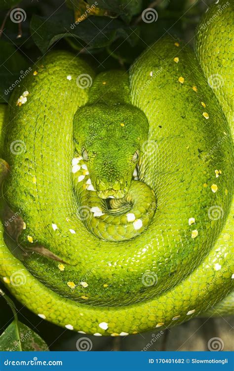 PYTHON VERT Morelia Viridis Foto De Archivo Imagen De Serpiente